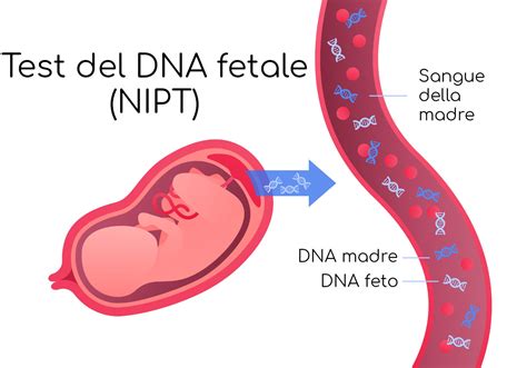 infografica che illustra il prelievo di sangue materno per la ricerca del DNA fetale