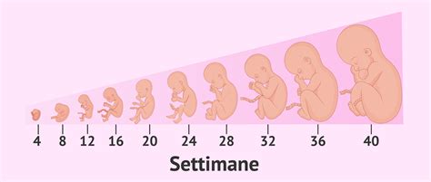 Sviluppo fetale settimana per settimana