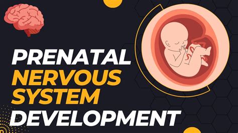 Nervous system development in fetus