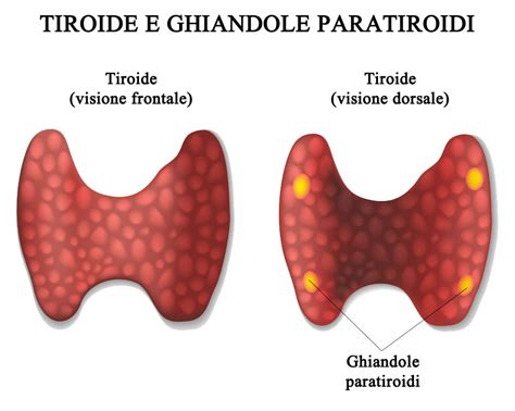 Diagramma della tiroide e delle sue connessioni ormonali