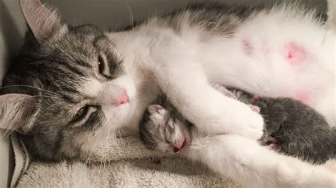 Segnali di allarme durante il parto della gatta