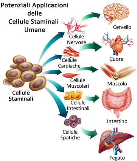 Roadmap per l'uso delle cellule staminali