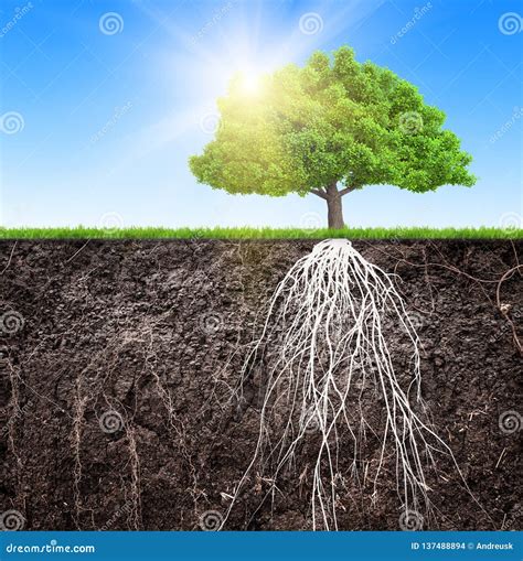 Illustrazione di un albero con radici profonde e rami che si estendono, simboleggiando la resilienza e il supporto