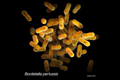 Microscopio raffigurante il batterio Bordetella pertussis