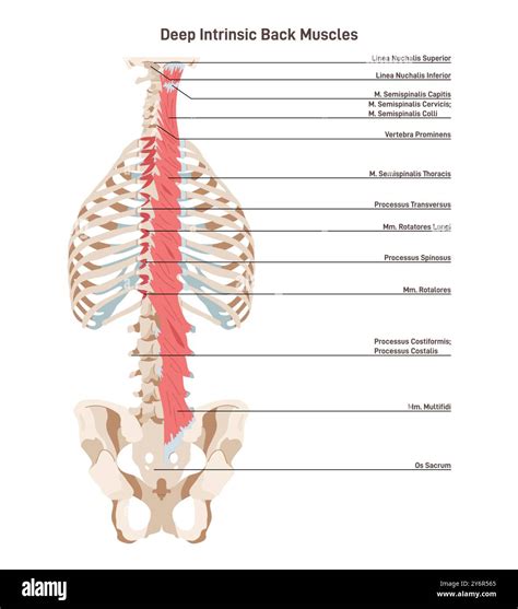 Illustrazione anatomica dei chakra lungo la colonna vertebrale