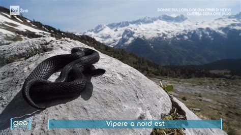 Maschi di vipera in combattimento ritualizzato
