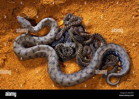 Vipera con i suoi piccoli