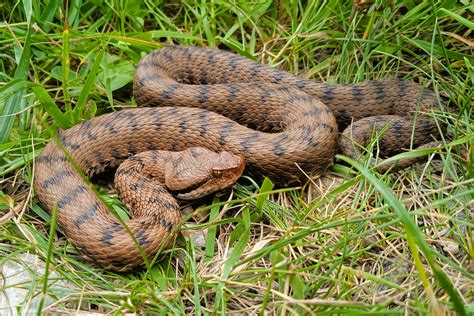 Vipera aspis nell'habitat naturale