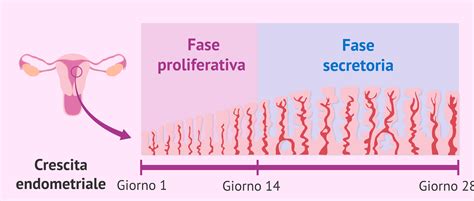 Fasi del ciclo endometriale
