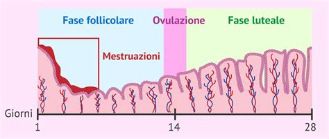 Dettaglio dell'endometrio durante la ricettività