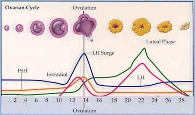 LH surge diagram
