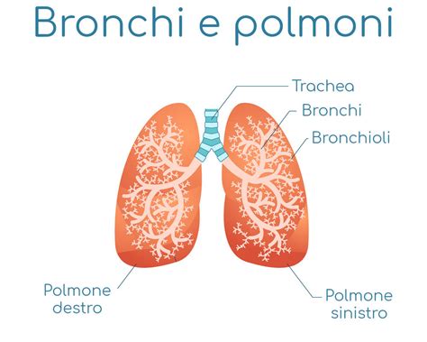 Differenza tra bronchi, bronchioli e polmoni
