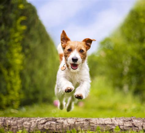 Cane che corre felice, simbolo di mobilità ritrovata