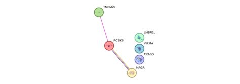 schema del gene PCSK6 e asimmetria viscerale