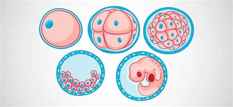 Microscopio che osserva un embrione