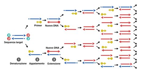 diagramma del funzionamento della PCR per l'identificazione di agenti patogeni