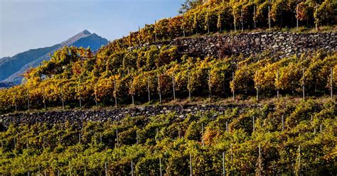 Panorama dei vigneti terrazzati della Valtellina con i tipici muretti a secco