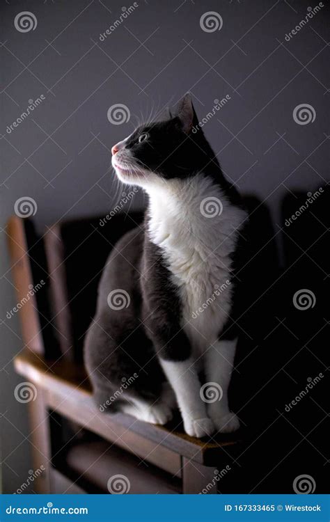Gatto che osserva attentamente l'ambiente circostante da una posizione elevata