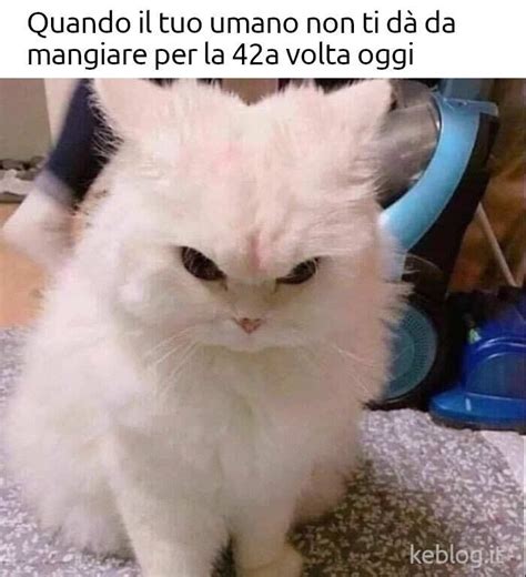 Gatto che mostra disagio cercando di divincolarsi dalle braccia dell'umano