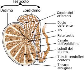 rappresentazione schematica dell'anatomia testicolare e dei siti di estrazione degli spermatozoi