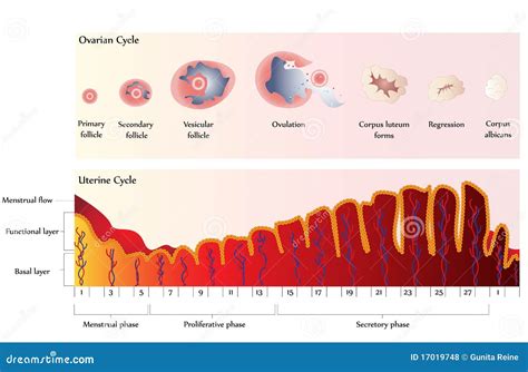 Diagramma del ciclo ovarico e preparazione endometriale