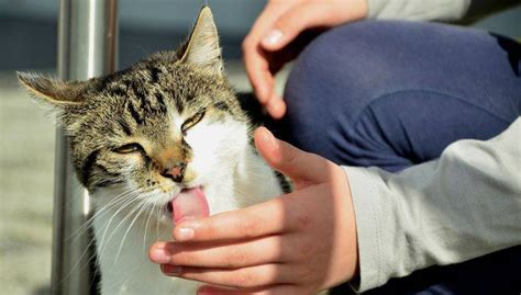 Un gatto che lecca la mano del suo proprietario