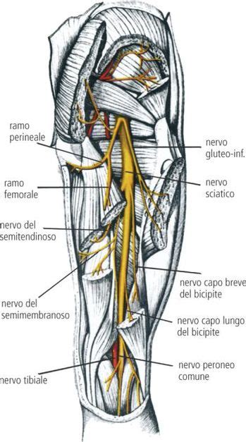 rappresentazione anatomica del decorso del nervo sciatico e del bacino in gravidanza