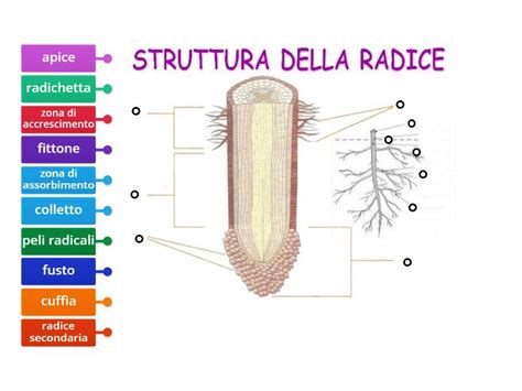 Struttura botanica e morfologica dell'Equiseto