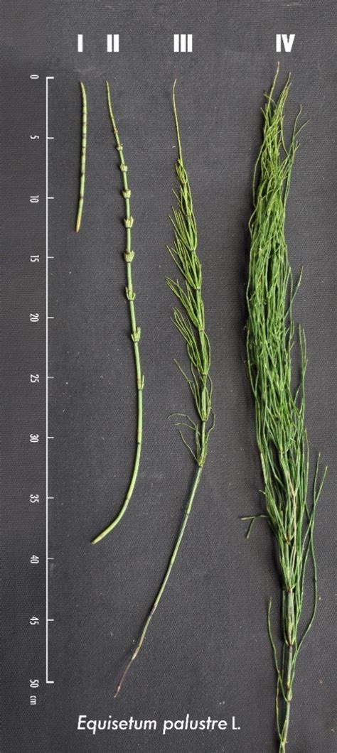 Differenze tra Equisetum arvense (non tossico) e Equisetum palustre (tossico)
