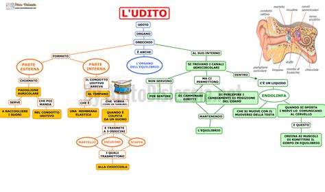diagramma dell'udito fetale