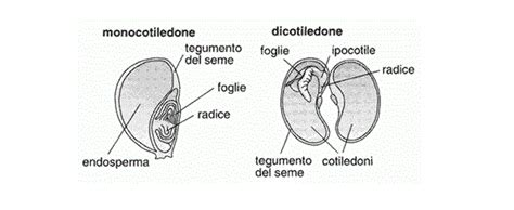 schema della struttura del seme e componenti principali