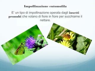 infografica sulle strategie di impollinazione: anemofila ed entomofila