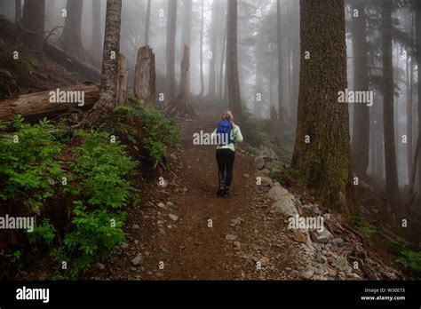 Sentiero nel bosco sotto la pioggia
