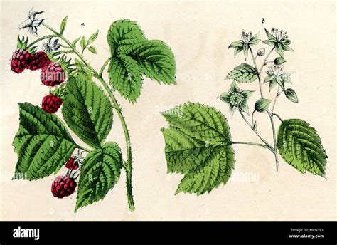 illustrazione botanica del Rubus idaeus con dettaglio di foglie e frutti