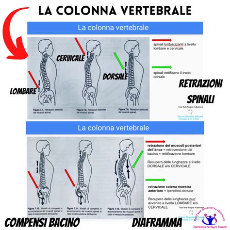 diagramma che mostra la postura corretta della colonna vertebrale durante l'allattamento con supporto