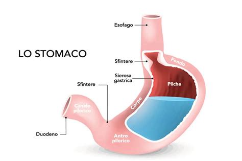 rappresentazione anatomica dello stomaco e dell'esofago