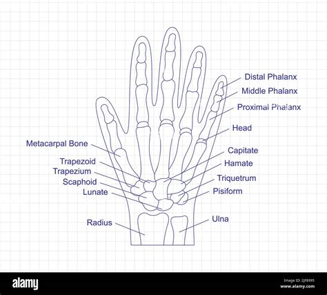 disegno anatomico della mano