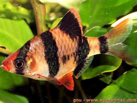 esemplare di Barbus tetrazona in un acquario piantumato