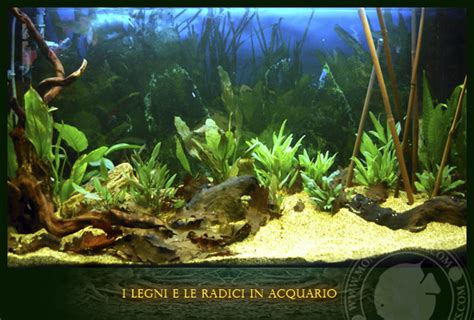 schema corretto di allestimento per un acquario di comunità con legni e piante naturali