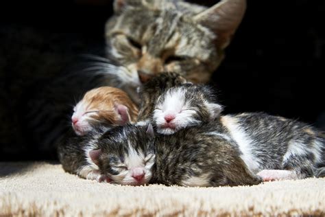 Gattini appena nati nel nido con la mamma