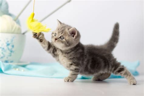 Gattino che gioca ed esplora l'ambiente domestico