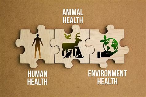Infografica sulla filosofia One Health: Uomo, Animale e Ambiente