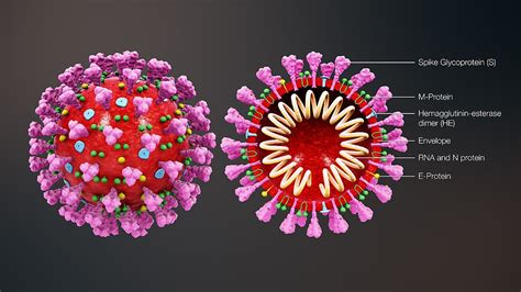 Diagramma che illustra la struttura del virus SARS-CoV-2 e la proteina Spike