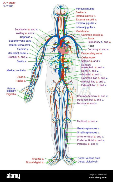 diagramma anatomico semplificato del canale ano-rettale
