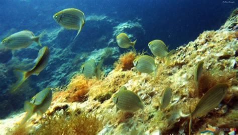 Flora e fauna dell'Area Marina Protetta di Porto Cesareo