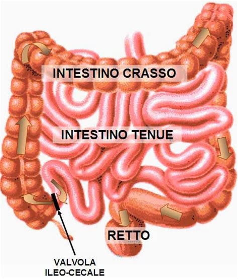 Anatomia del colon e dell'intestino tenue con evidenza della valvola ileocecale