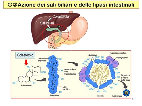 Grafico sull'assorbimento della Vitamina B12 e dei Sali Biliari nell'ileo terminale