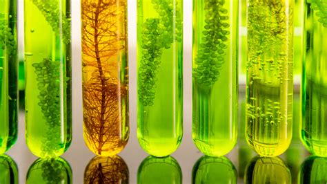 Schema dei benefici delle microalghe