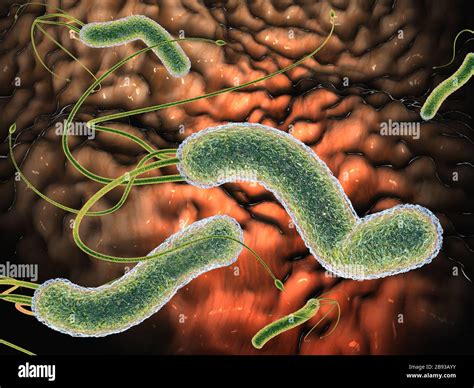 Microscopio che mostra batteri Helicobacter pylori