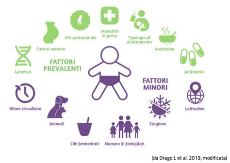 Diagramma che illustra i fattori che influenzano la salute del microbiota vaginale